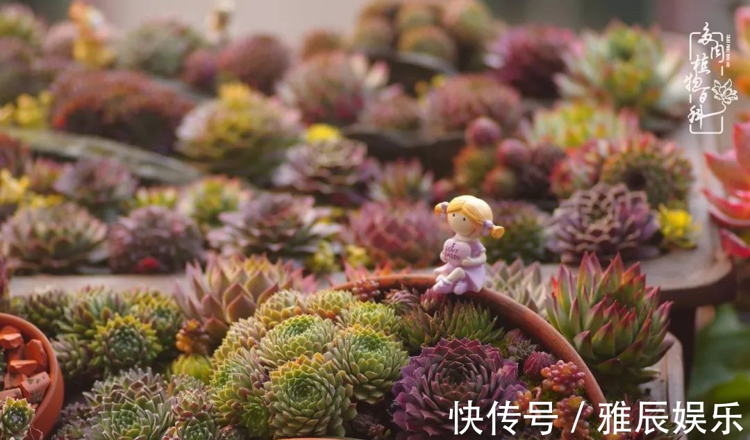 框子|这多肉拼盘这么仙!如何制作达人手把手教你制作长生草拼盘!