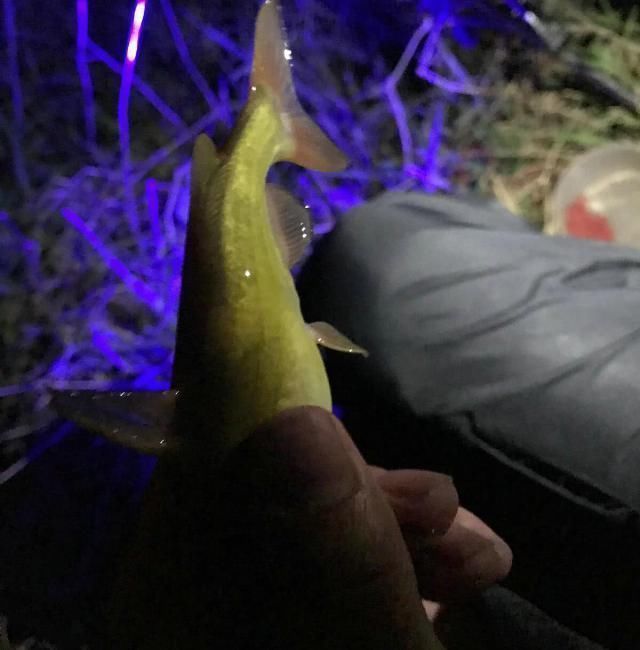 夜钓|打死一条来一条，男子夜钓连打五条大蛇，网友太残忍