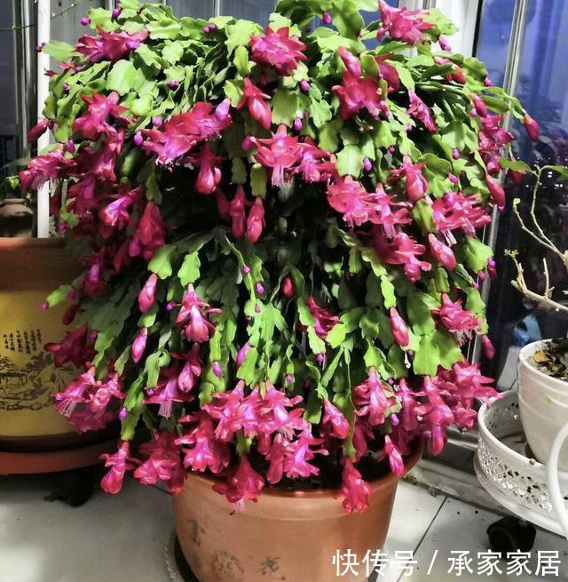 烂根|冬至后养花,记住4个口诀,花卉不黄叶、不烂根,新叶蹭蹭长