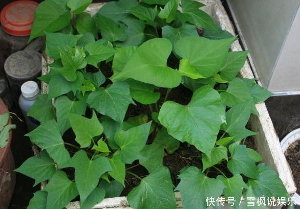 番茄树|阳台上最好养的“3种菜”,种一次,吃不完,收获一盆又一盆