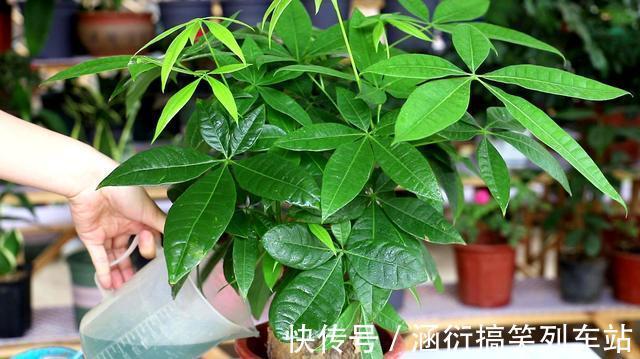 玉树|天气冷,六种花要“干养”,少水多晒才健壮,养成老桩更旺家