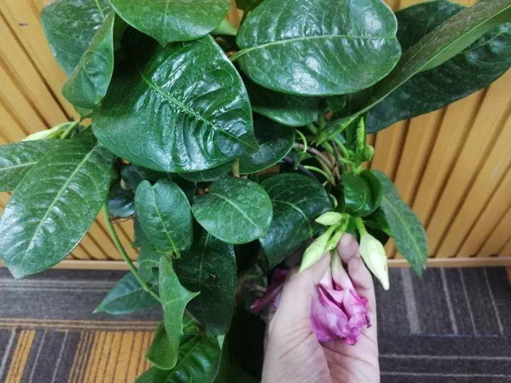 一开就是大半年,枝条沾水就活,根比萝卜还粗!