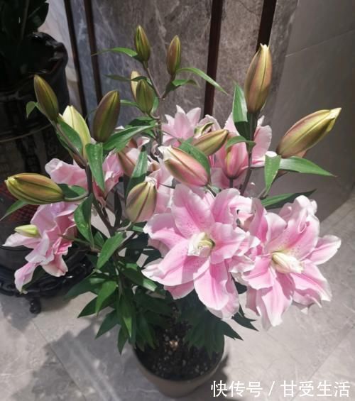 鲜艳|一年生一窝的5种花，越养越多，养它们不花钱还能赚钱！