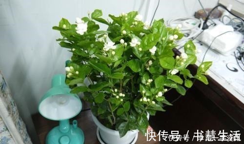 基质|茉莉花不用花钱买,家里有一盆变出好多盆,全靠这一招!