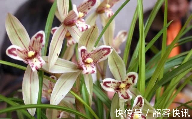 根系|悄悄告诉你,养护“兰花”有个小技巧,透气不烂根,开花多又香!