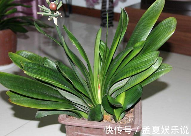 盆栽|养殖君子兰盆栽，想要叶绿根茎粗得''喂点它''，在家就能自制
