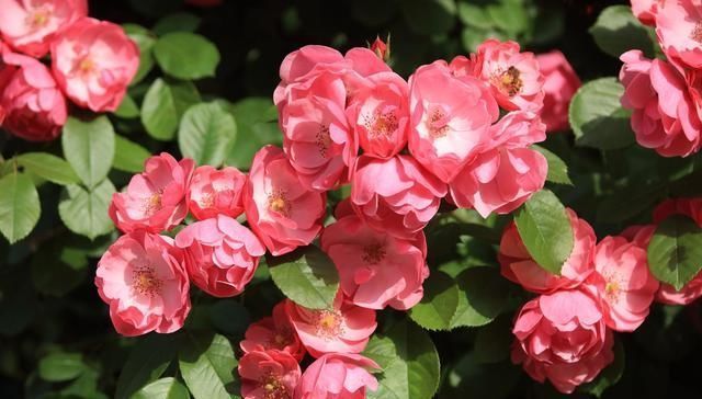 小木槿|适合用大盆种的4种花,要是用小盆种,只见叶子不见花