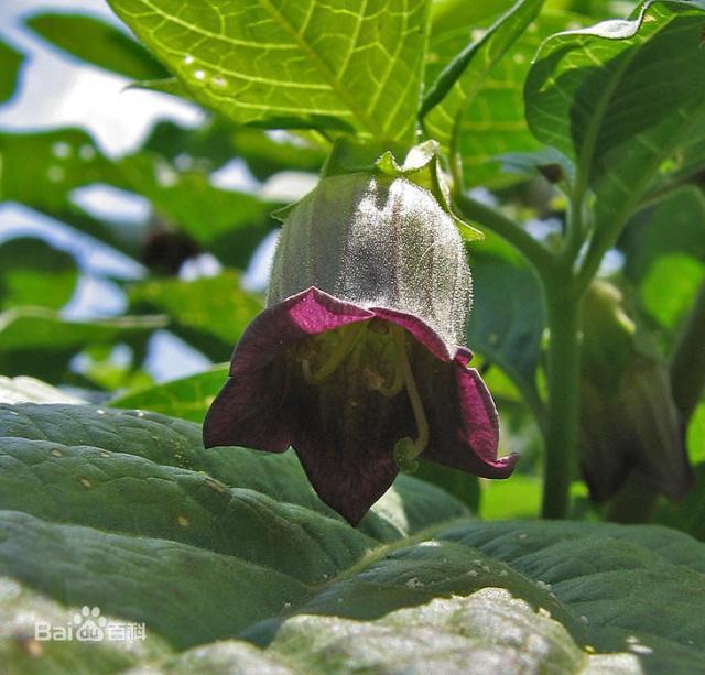 世界上十大最妖娆最毒的花,你喜欢的花在其中吗?