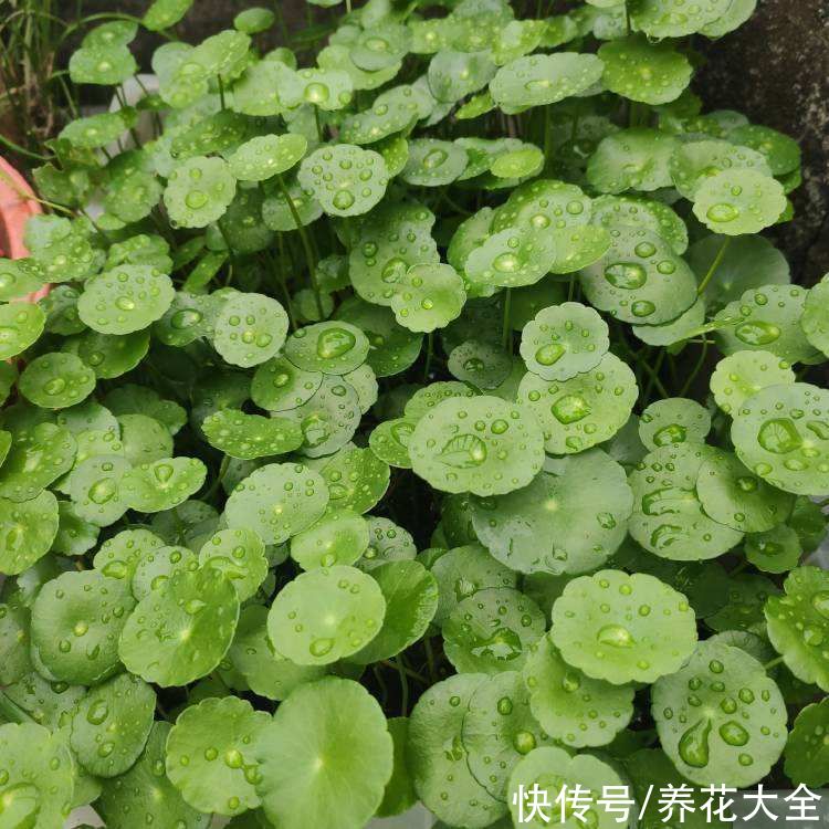 很难养死的5种花，想养死也不简单，你养死过几种？