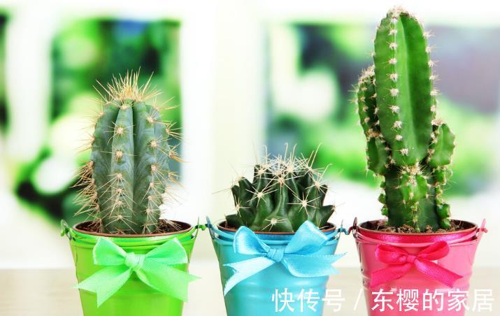 根系|花草换盆旺季来临,学会“三看三观察”,换盆就是小菜一碟