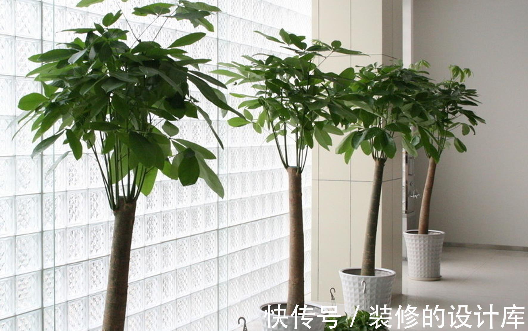 叶片|4种漂亮花,适合“穷养”,用小盆多晒晒,长得更好看