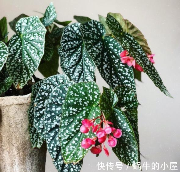 好养|盘点10种耐阴花，北阳台照样生机勃勃，皮实好养有格调