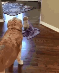 |搞笑GIF:吃货妹子真是伤不起啊,坐个席拿这么大的袋子呢