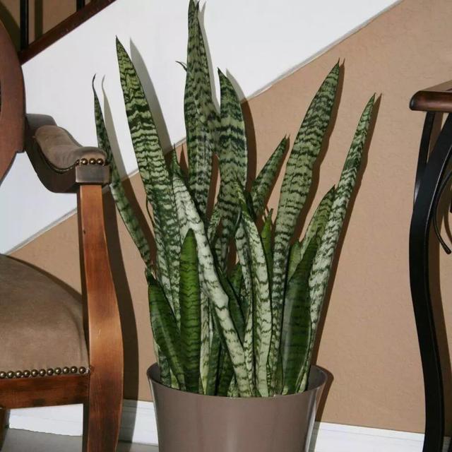 秋天养虎皮兰,盆里放一点它,叶肥厚苍翠,侧芽多,越长越旺盛