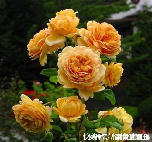 月季|最厉害的养花营养液给月季花喝一勺，猛长笋芽，花开满枝头