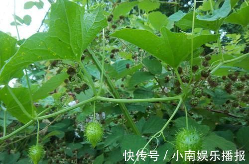 南瓜|最早的南瓜长什么样?虽然只有1万年,但已经和餐桌上的完全不同