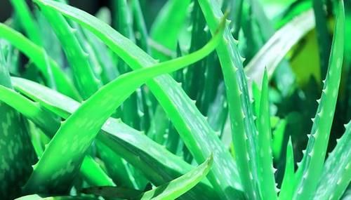 芦荟直接涂脸上可以吗