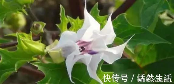 几种很耐寒的花，在冬天依旧开花美艳