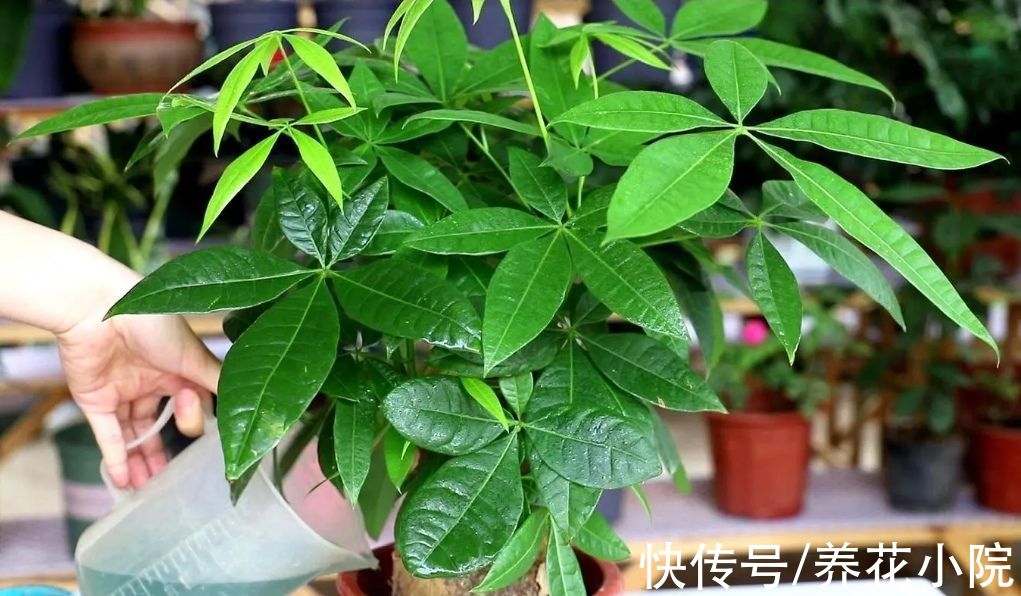 植物|适合养在室内的6种植物，枝叶翠绿，美观又大方