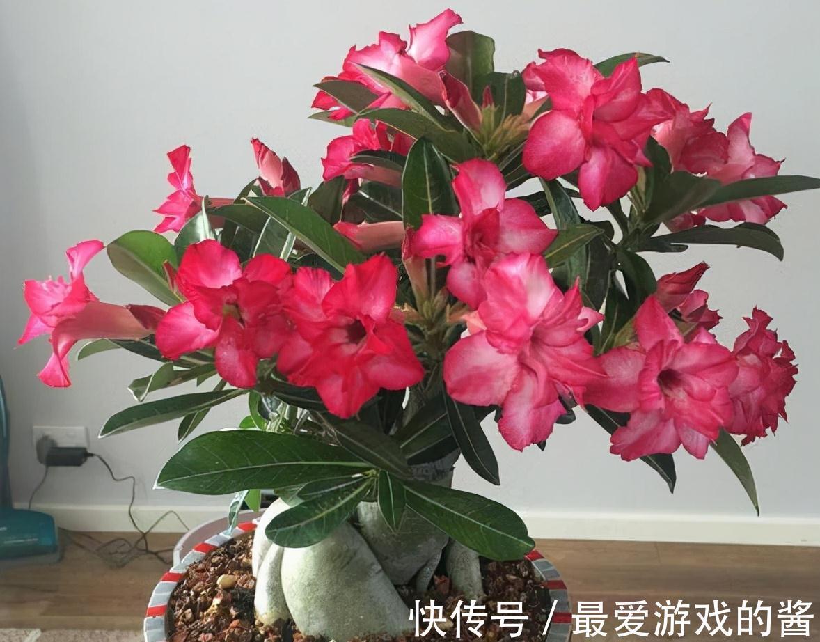 5种漂亮花，冬天爱睡觉，少水缺粮多晒晒才能长得好