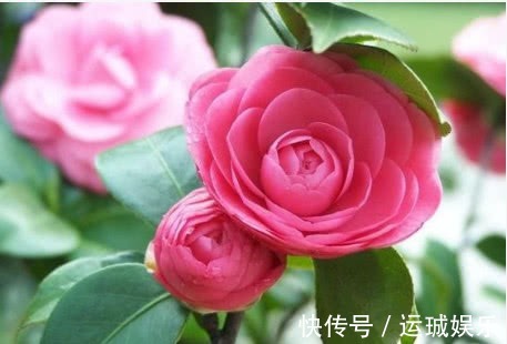 “一浇水”花就黄叶、烂根,学会3个方法,放心浇水,叶绿朵花艳