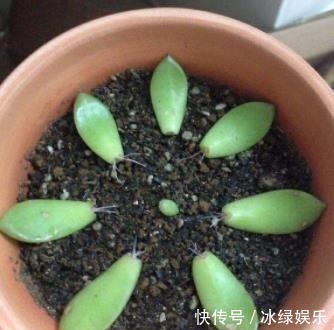 扦插|多肉叶插不能太随便,掌握好4点,每个叶片都成活,变成多肉大户