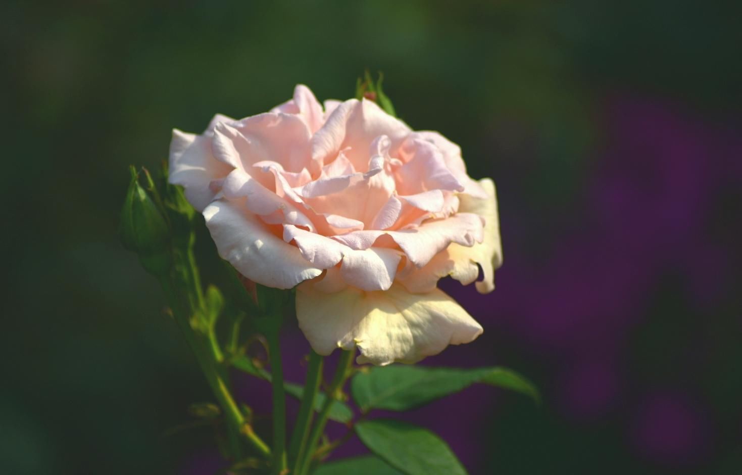 月季|樱花退去月季来，“花堤柳岸”花盛开（一）