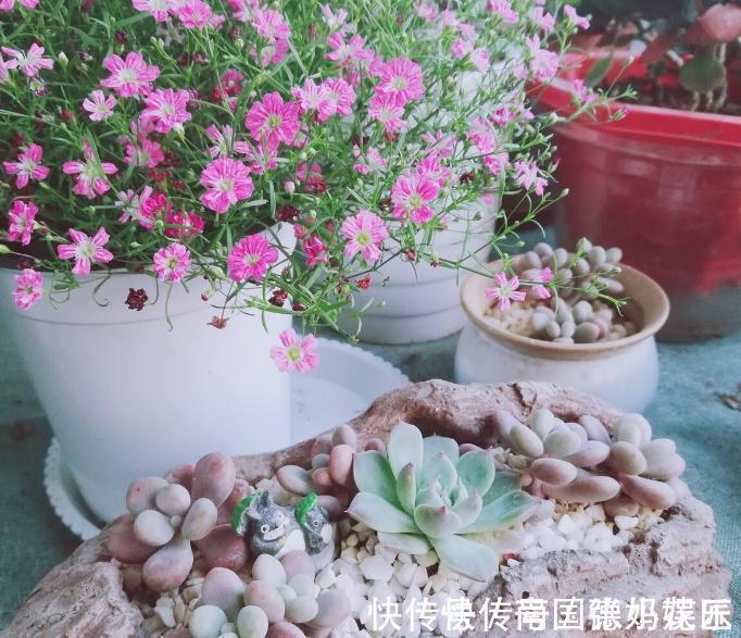 旧土|养花换下来的旧土别扔,加4种东西,比新土还好用