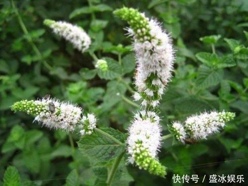 夏天|4种花最喜欢水，夏天养在“水缸”里，30天长爆盆、还开花