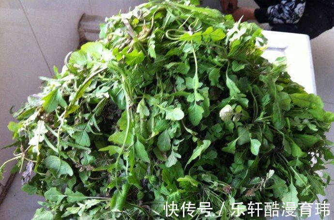 它是天然的“护眼菜”，学生娃要多吃，视力好了，双眼明亮了