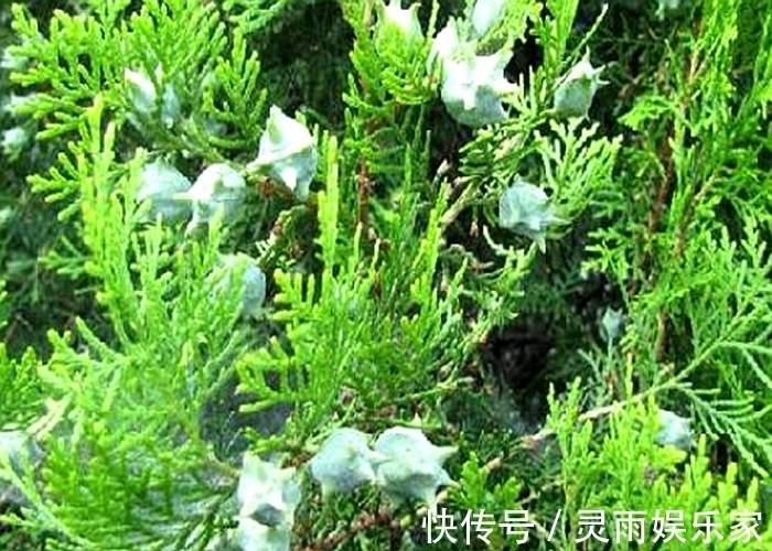 白酒|侧柏叶放在白酒泡一泡,不但白发变黑发,4件好事可能不请自来!