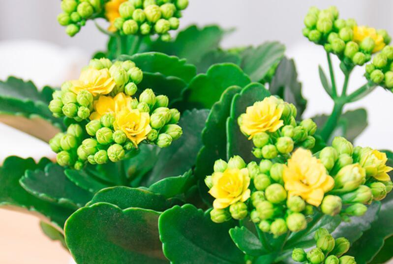 花期|夏季要想养好长寿花,温度问题只是其中之一,还有2处要注意