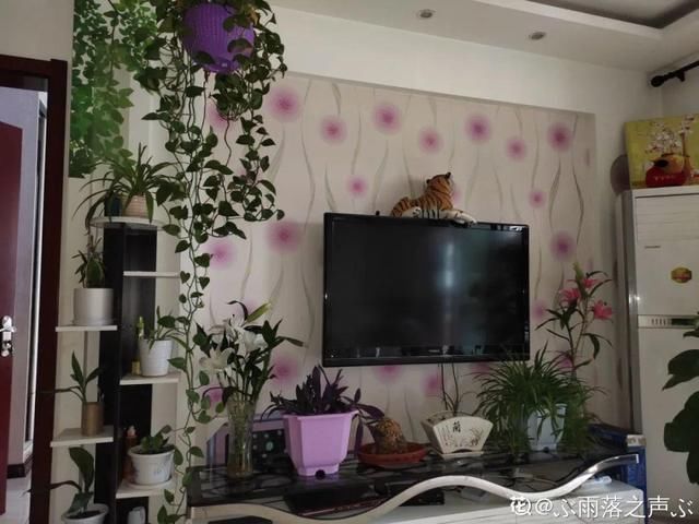 夏天养花，这个地方千万别摆，否则3天死翘翘