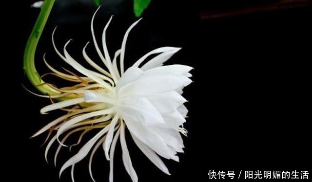 谁说佛门无爱情昙花一现只为他,他却成了菩萨还会成佛