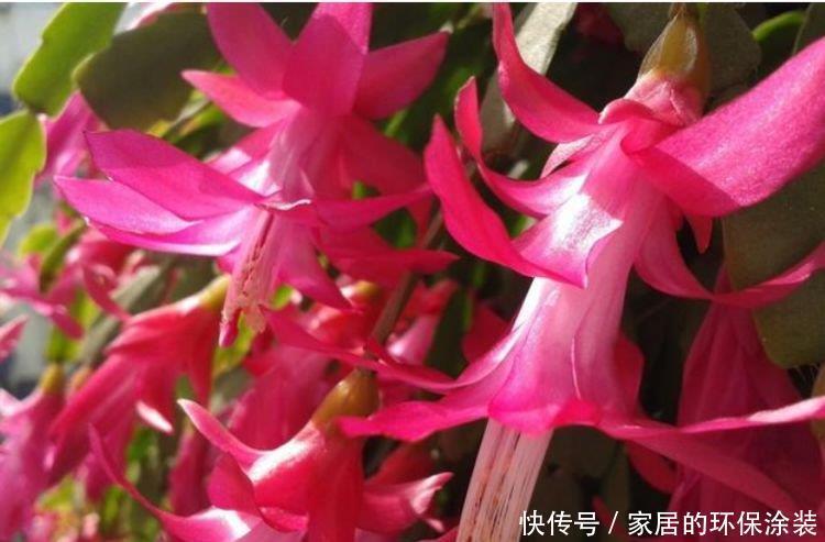 家里|5种花,堪称花界“劳模”,花期长,开花勤,养家里,四季有花赏