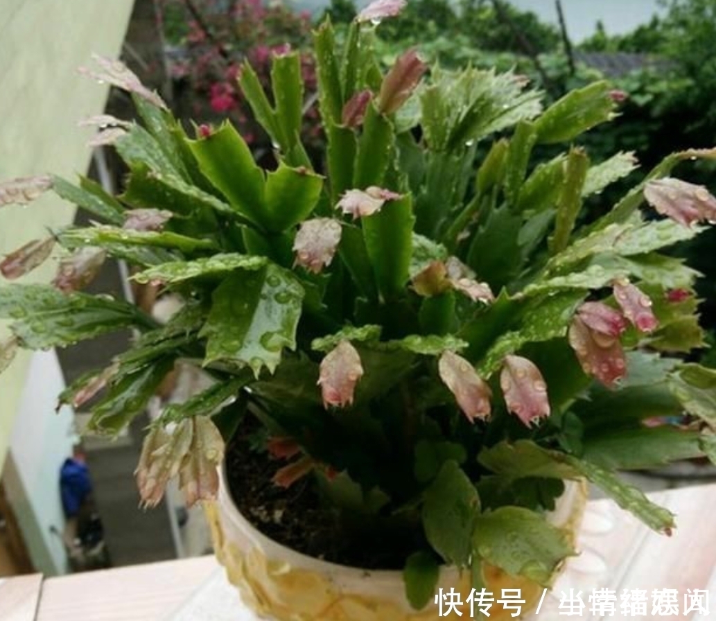 这四种花最怕过夏天,提前做好度夏保护,秋凉又开花