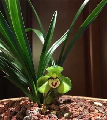 兰株|兰花“病央央”,教你几招,瞬间恢复生机,开花多多