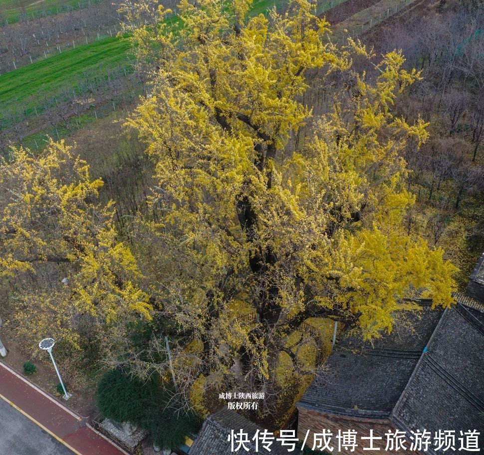 寺院|西安百塔寺为佛教三阶教祖庭，然而并没有塔，只有一棵千年银杏