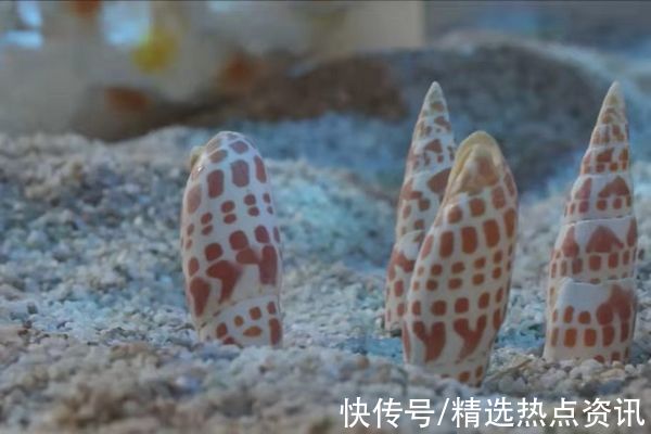 品种类#“珍稀海洋贝类展”展览开展啦 快来贵州地质博物馆打卡吧