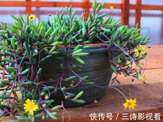 铜钱草|不要再说自己不会养花了！6种花“沾土就活”，越养越有成就感