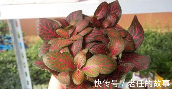 养花|花农养花为啥成本这么低学会用小苏打,几十盆都花不了2块钱