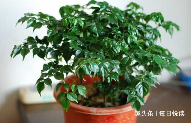 “5”种花，别随意乱送人！送人可能会送走自家“财神爷”！