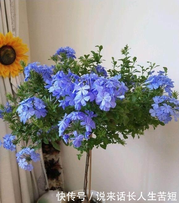 长春花|六月逛花市,看到几种便宜花,喜欢的可以入手,超级爱开花