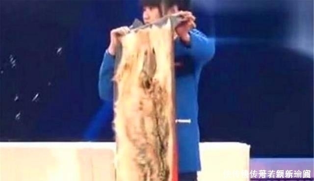 花季少女拿祖传“狼皮”鉴宝,专家情绪失控拒绝估价,拒绝鉴定