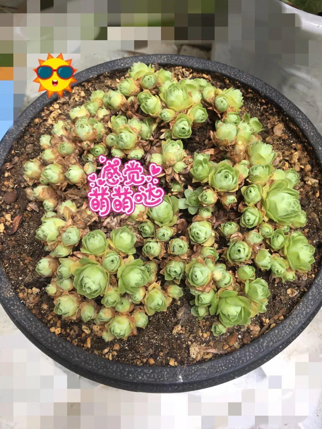 2种多肉,一休眠就变小包子,天越热越漂亮!