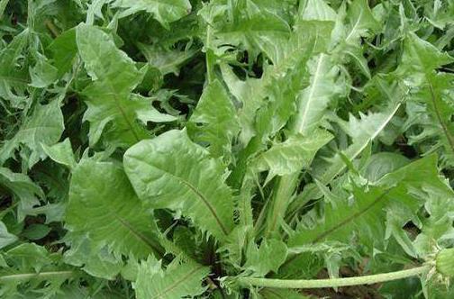 蚕菜蚕菜|女人不想老得快，脸上爬满皱纹，3种野菜，淡化色斑，养颜抗衰老