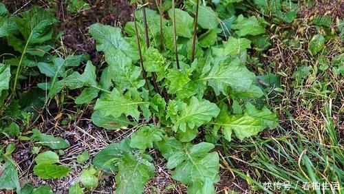 中薪|李时珍说它“通结气,利肠胃”,曾是儿时美味,如今少人识