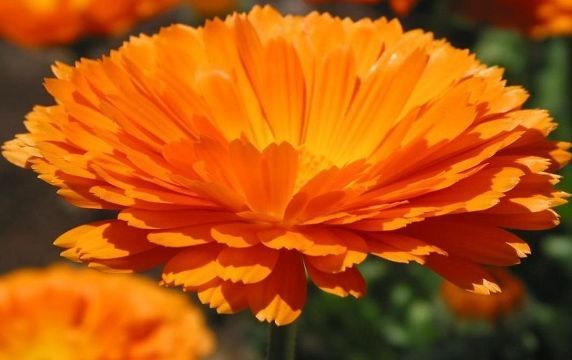 喜欢菊花，不如养盆“精品玫瑰”黄油硬糖，娇羞艳丽，暖色怡人