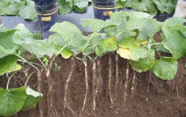 牛蒡|此物能生紫色小果,被称“东洋参”,乡下很常见,却被人当成野草