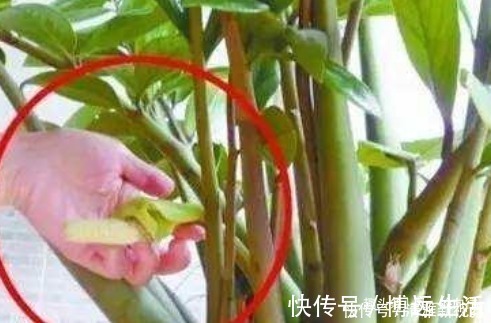 自带“财气”的3种花,家里一定要养,添福添吉日子越过越红火
